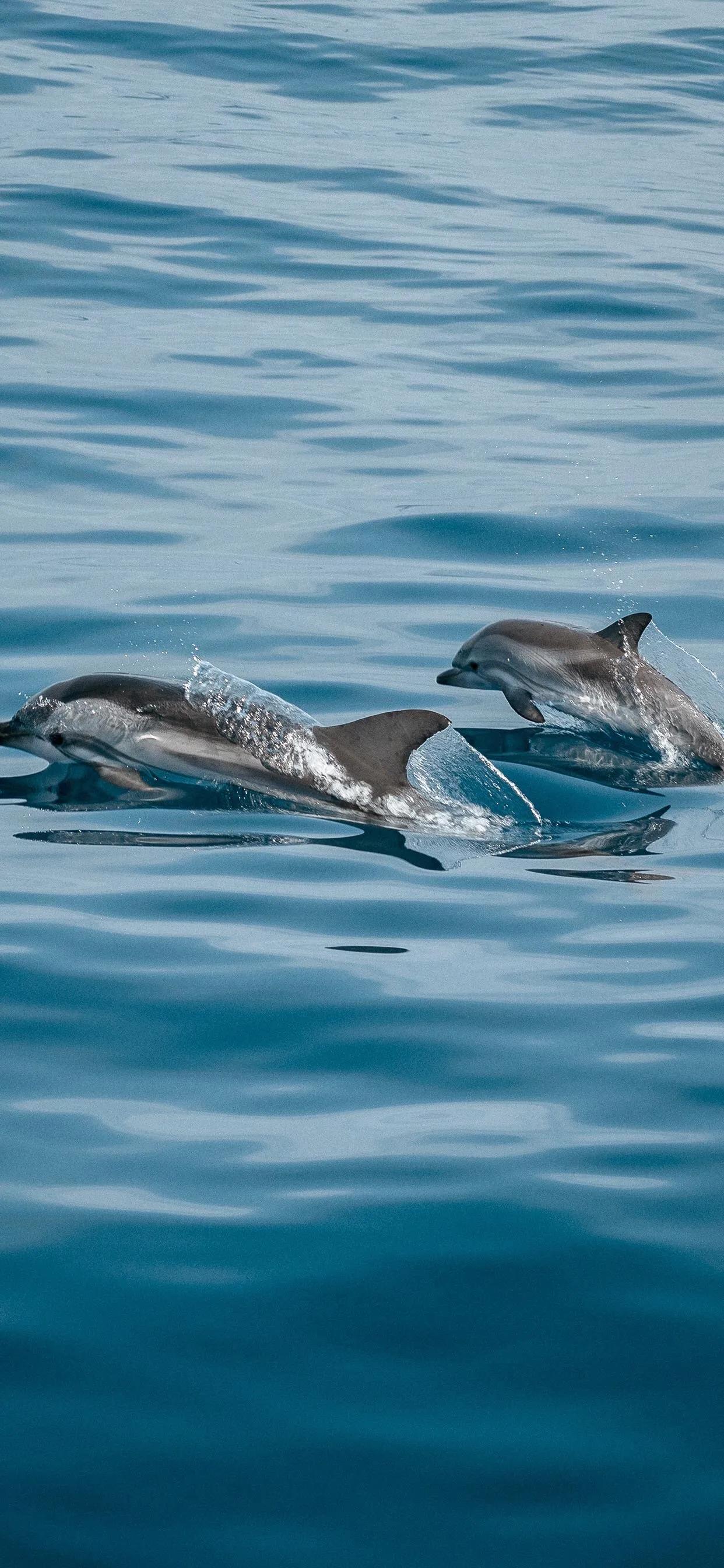 海洋壁纸2023,海洋系列壁纸