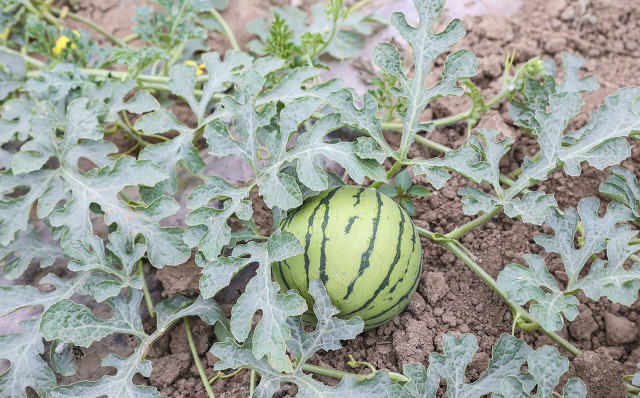 西瓜苗期浇水多了怎么补救,西瓜施水管理