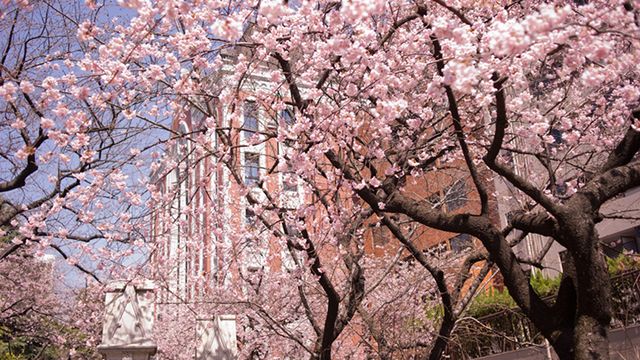 庆应义塾大学博士,庆应义塾大学专业