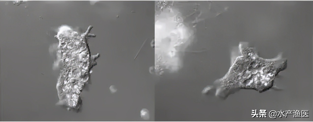 养殖鱼常见体外寄生虫,23种鱼类寄生虫图片库