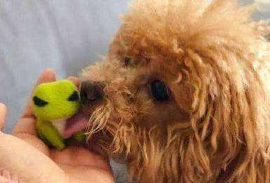 常对泰迪犬做这6件事益处多多,泰迪犬最怕的五种惩罚是什么