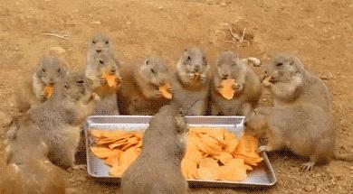 全球十大最受欢迎的野生动物园,伦敦十大动物园