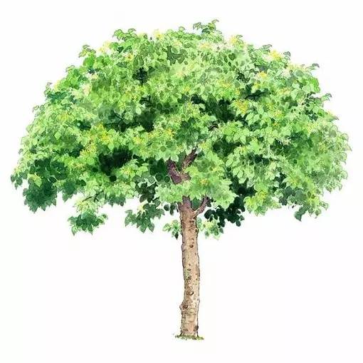 十种不同树叶的画法,五种不同树木的画法简单的