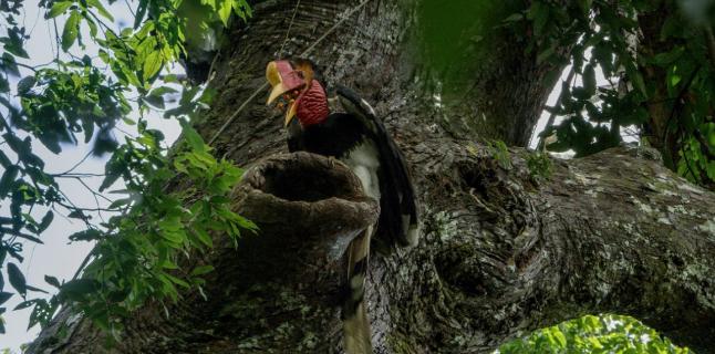 文玩界的一黑二红三白判多少年,文玩一红二黑三白别称