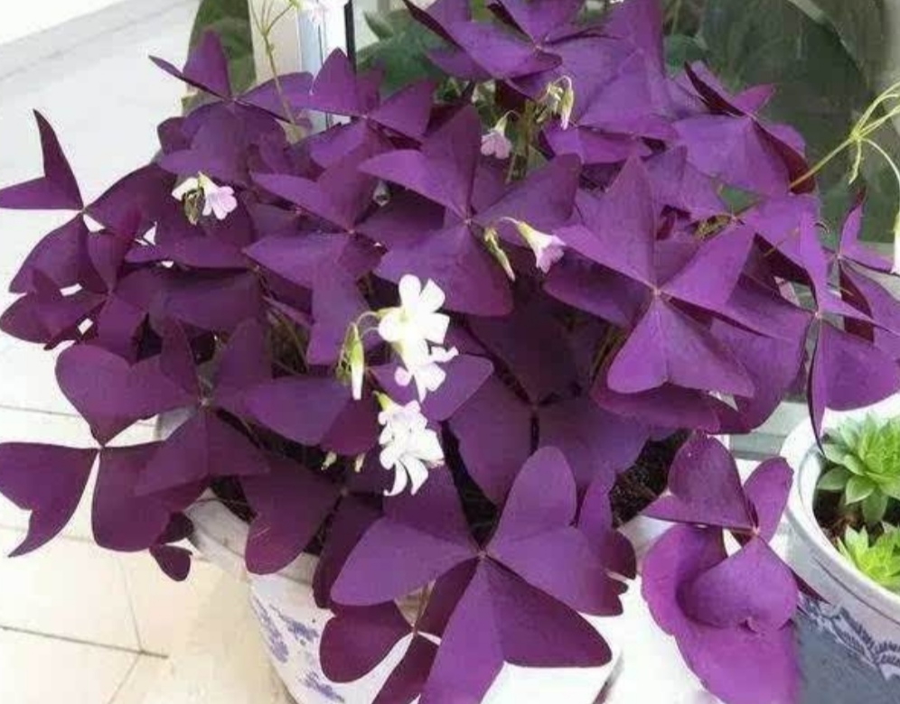 北方地栽紫色酢浆草怎么过冬,怎么养紫叶酢浆草