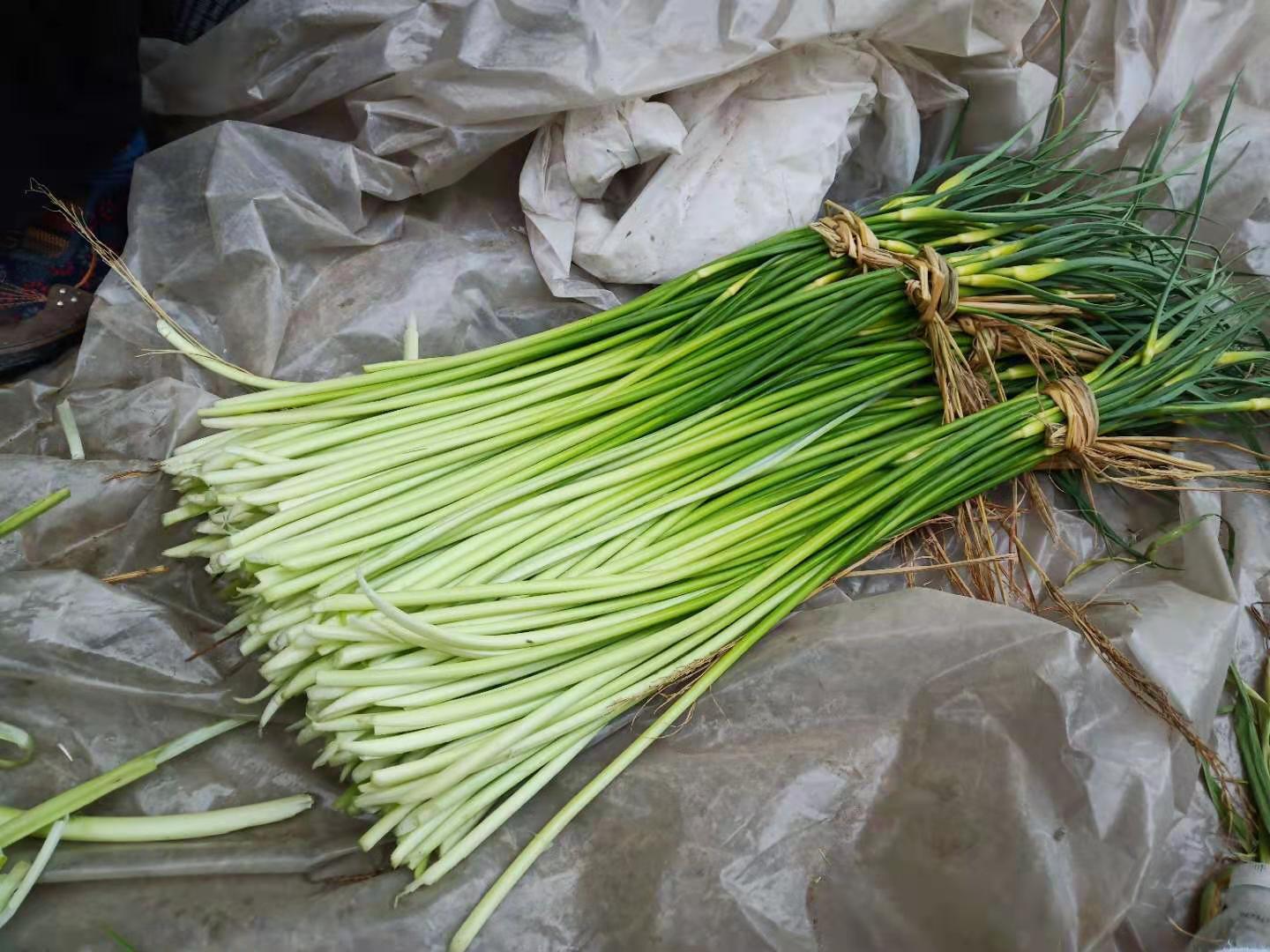 怎样采蒜苔,怎么抽蒜薹才能高产