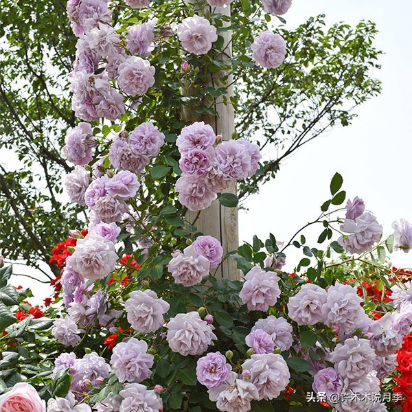 灌木月季与藤本月季有什么区别,微型月季灌木月季怎么选