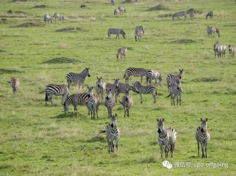 这个野奢的国度，欧美、日韩人都爱去，为何我们国家没人去？