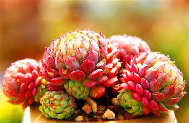 多肉中的“萌宠小萝莉”，养护注意这3点，娇俏可爱，颜色粉嫩