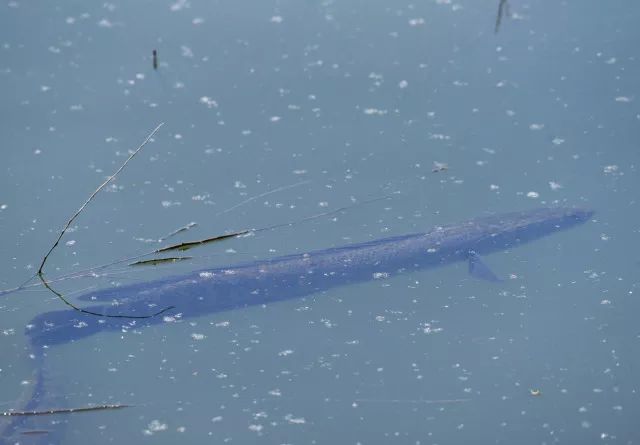 黑鱼基本都在哪,关于黑鱼的深度解析