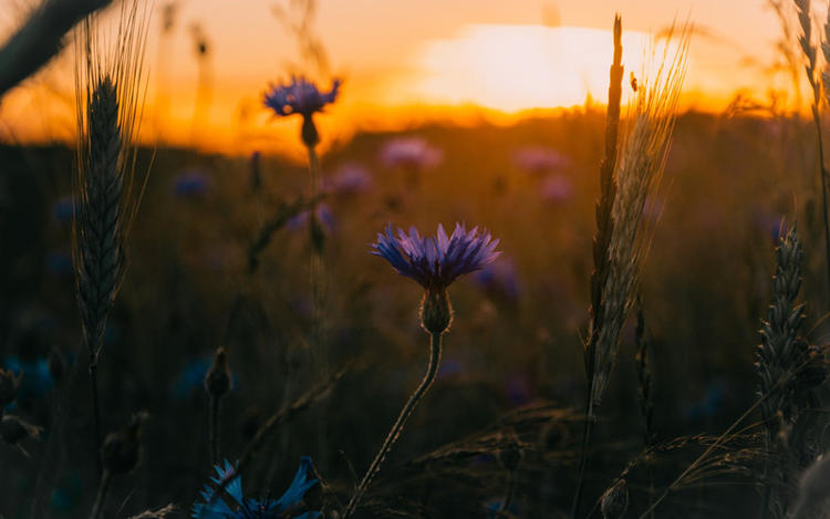 有一种爱叫做知己,有一种爱叫做知己伴侣