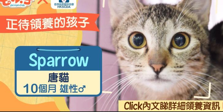 盘点十个日本的奇葩冷知识,你不知道的那些日本奇葩事