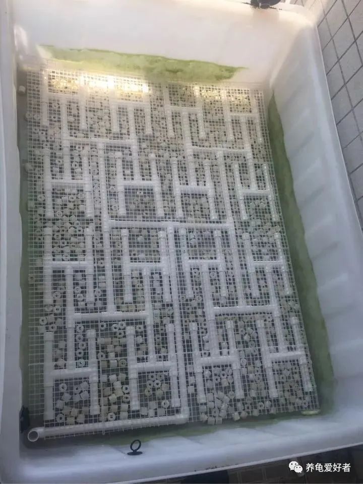 怎么养龟存活率大,养龟应该规律喂食还是不规律喂食