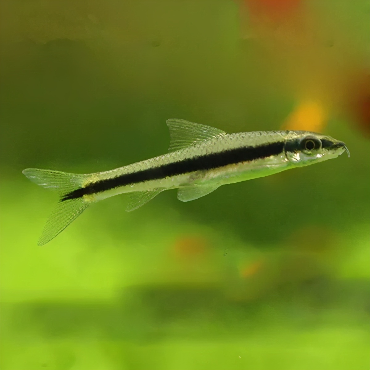 水草缸除藻最佳方法,草缸防藻黑科技