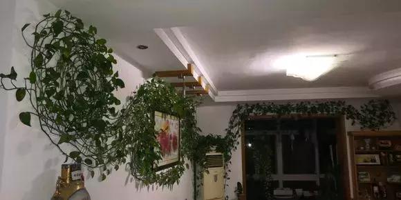 橘子皮切碎了丢瓶里，秒变大肥王，绿萝吃了疯长10米！