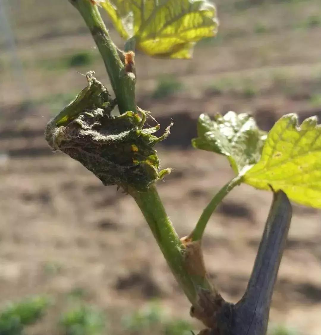 如何预防果树冻害,葡萄打什么药能预防冻害