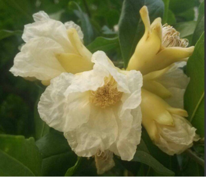 盆栽石榴树什么品种是甜的,石榴树带果实能用水培繁殖