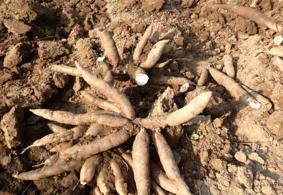 全株含毒的木薯,却被称为“淀粉之王”,养活全球6亿人