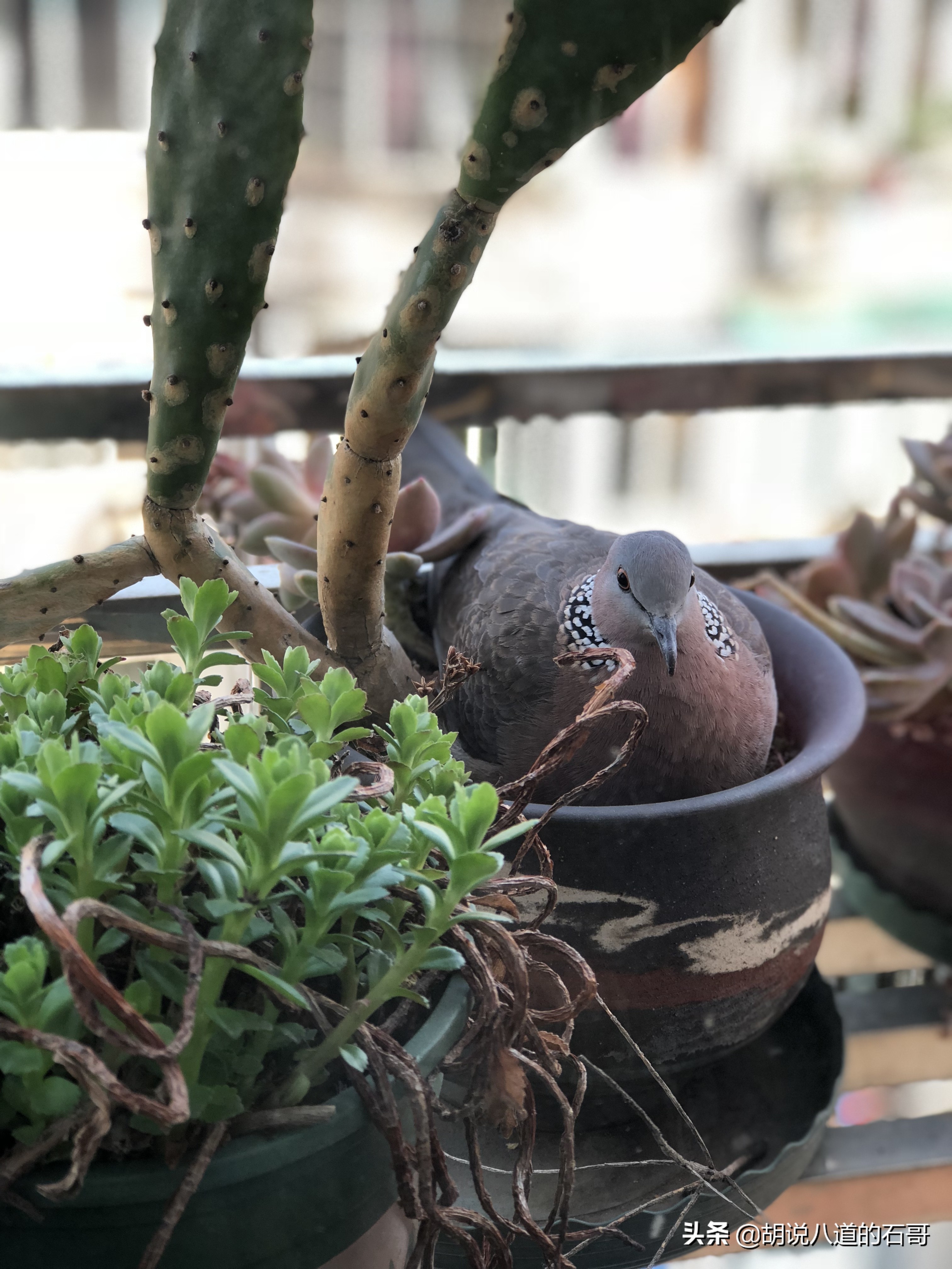 我家花盆飞来一对爱情鸟，花式秀恩爱，当我是空气？