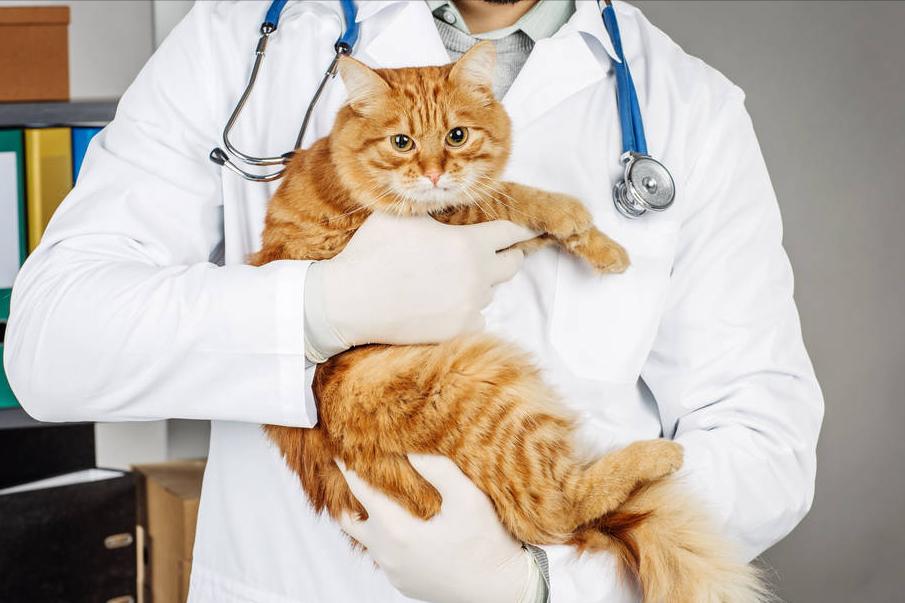 猫咪为什么舔自己的尾巴尖,猫咪舔另一只猫咪屁股