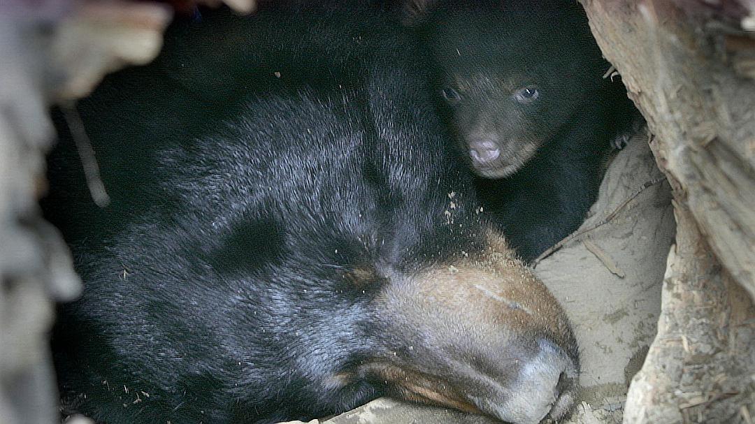 狗熊需要冬眠多久才能活,狗熊不吃饭能活多久