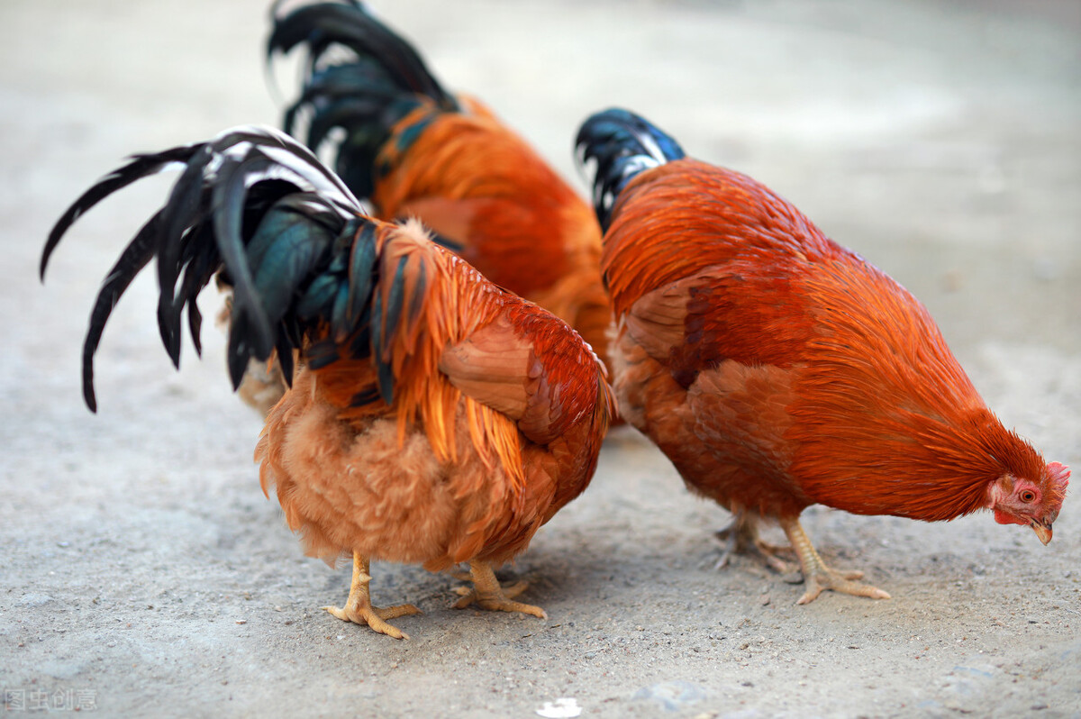 为什么农村要把公鸡阉了,在农村为啥很多公鸡会被阉