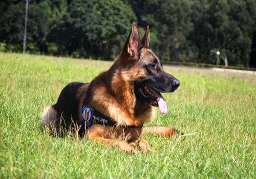 小狗狗补钙吃什么比较好,养宠经验分享小狗吃什么补钙