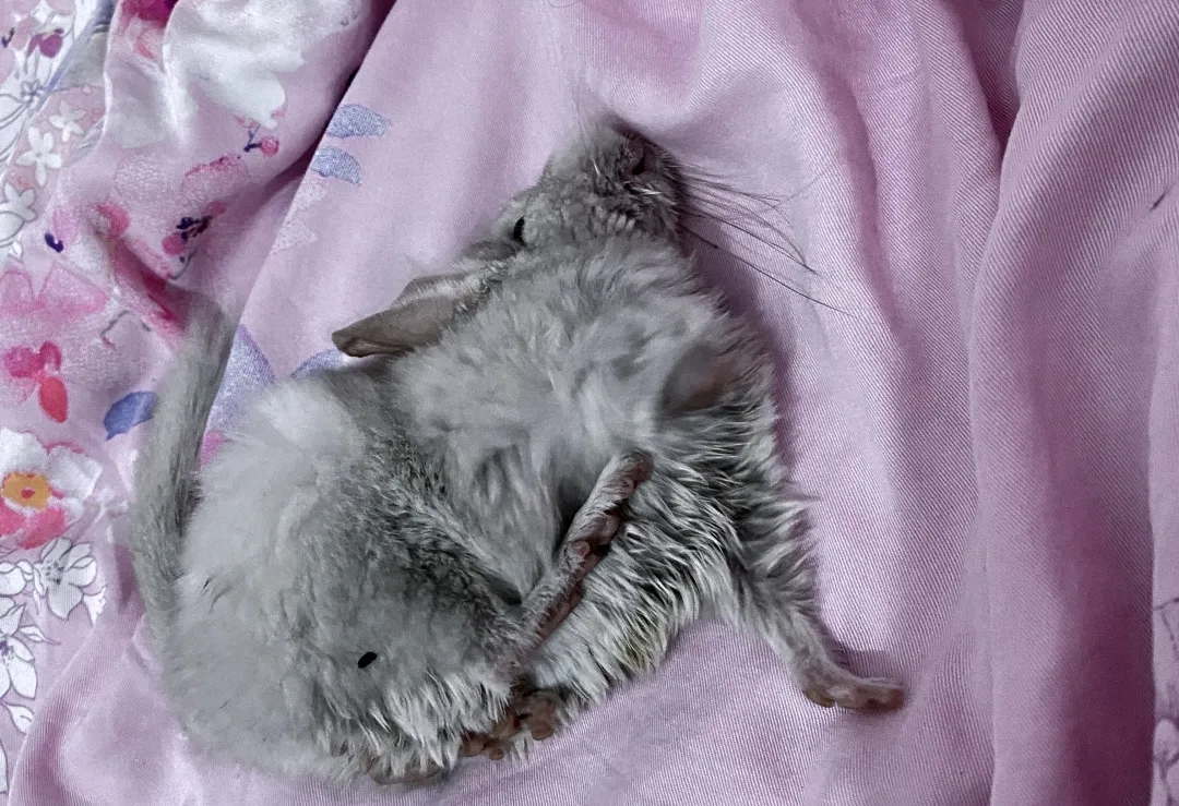 龙猫一夜之间死了,小龙猫被饿死