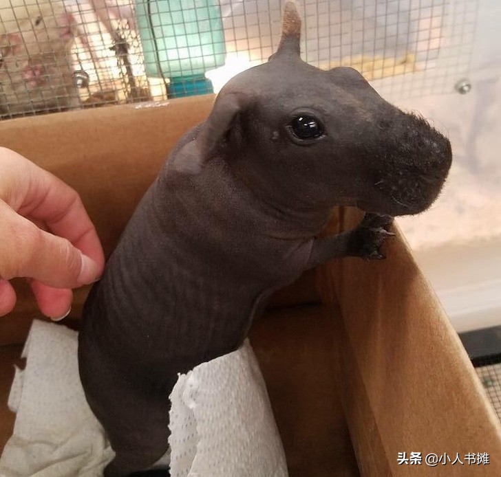 17张能让你发笑的动物照片,拒绝摆拍2019年最搞笑的动物照片