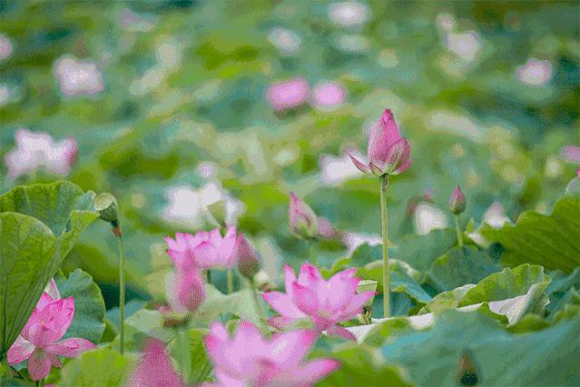 夏季最美荷花在哪里,山东最漂亮的荷花