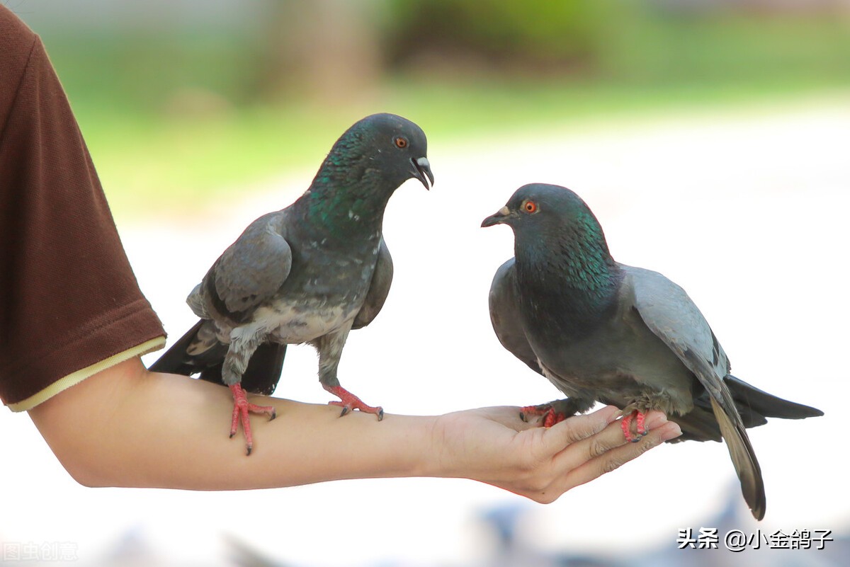 新手如何让刚买回来的鸽子家飞,新手鸽友怎么给鸽子开家