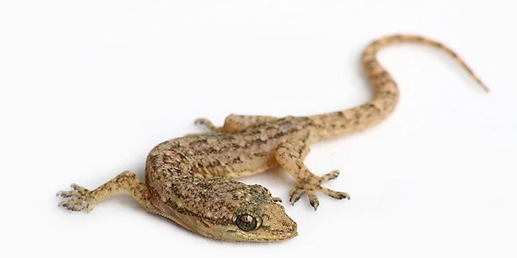 壁虎为什么被列为五毒之一,壁虎无毒却为什么是五毒之一