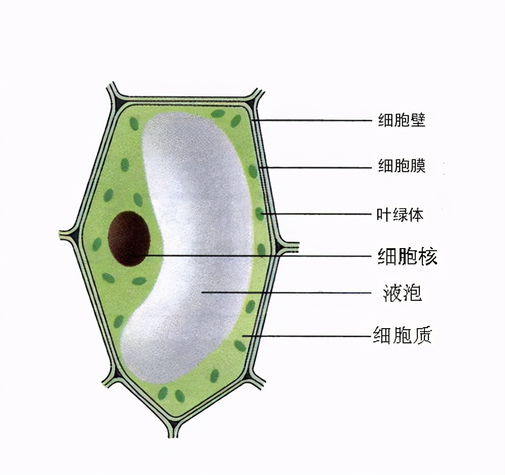 七上生物最后一单元知识点,七上生物第一单元知识点
