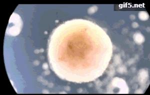 全球首个活体机器人怎么编程,最新人工智能机器人问世