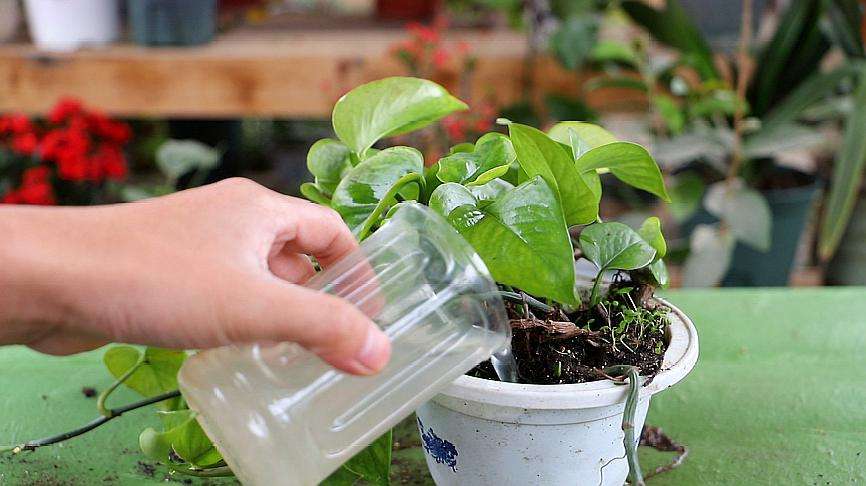 变质牛奶喝了怎么办,过期的豆浆和牛奶能浇花吗