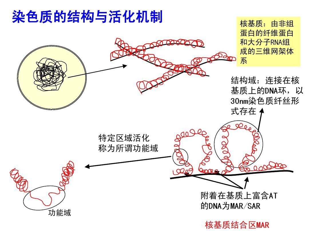 自然界里动物的自然繁育,自然界生物有哪些生殖方式