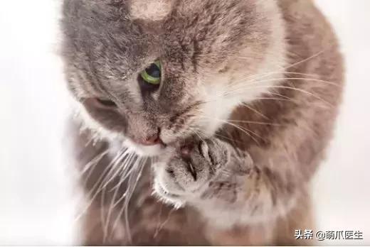 你的猫可能正在抑郁的深渊中挣扎,你家的猫会抑郁症吗