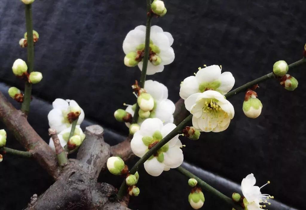 自古咏梅诗词无数,最爱毛主席这句待到山花烂漫时,她在丛中笑