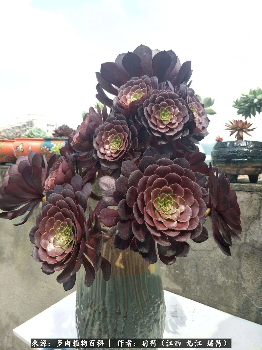 养了五年的多肉看到岁月的痕迹,经过一年春夏秋冬的轮回