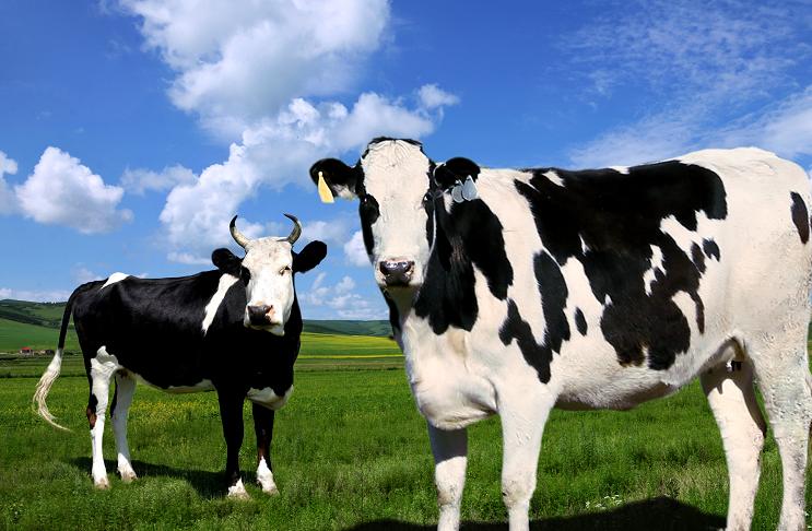 趣谈英文中的“牛词”:牛年的“牛”应该用哪个?