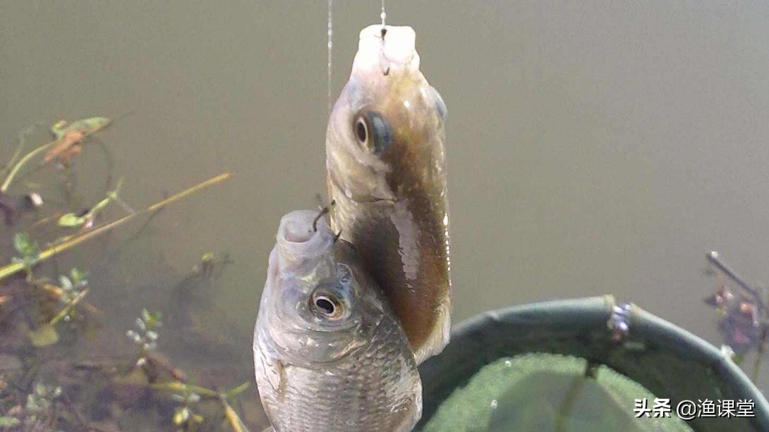 特别难钓的鱼应该怎么钓,野钓轻口鱼怎么处理