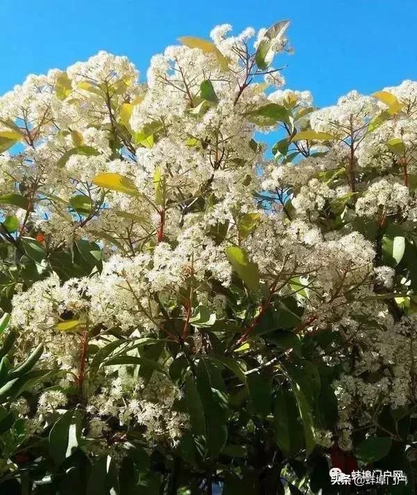 蚌埠各小区这种散发着精液味道的花你知道名字嘛