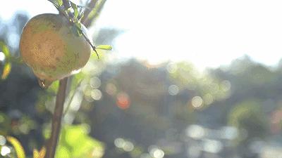 顺德人均100的农庄,顺德最顶级农庄