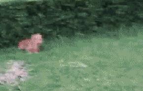 小短腿表情包动态图,超级可爱的表情包小脚