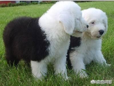 养古牧一个月多少钱,养古牧