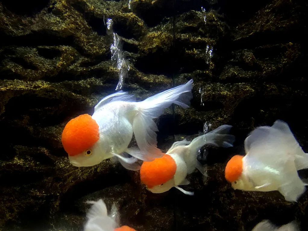 云游动物园金鱼,杭州动物园金鱼种类