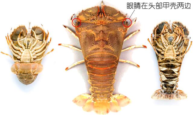 虾说,这是一篇让你不仅会吃,还会认……一文解决“虾”认识