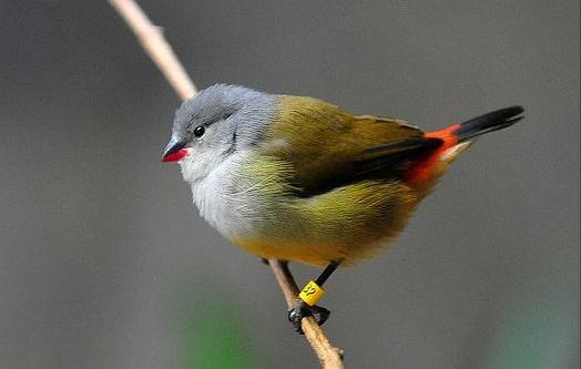 东江揽胜,惠州淡水常见鸟类图谱