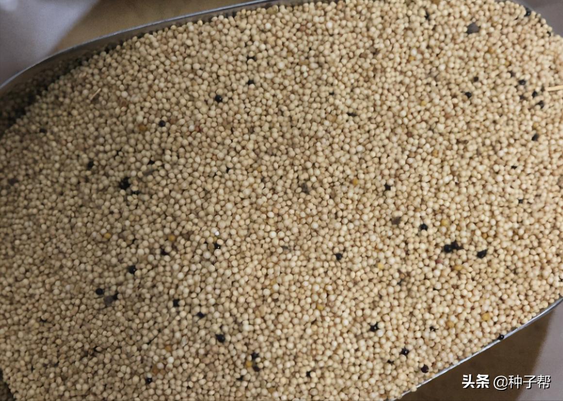 籽粒苋的栽培技术,籽粒苋亩产