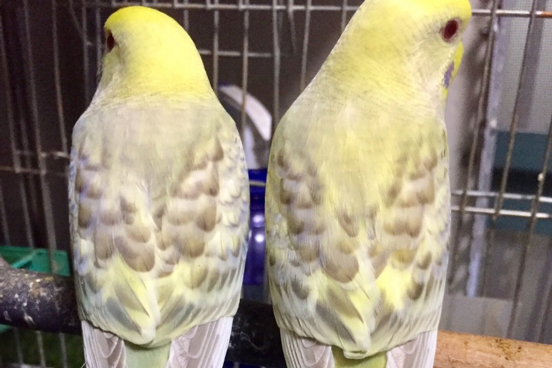 虎皮鹦鹉一共几种颜色,虎皮鹦鹉哪个品种最聪明